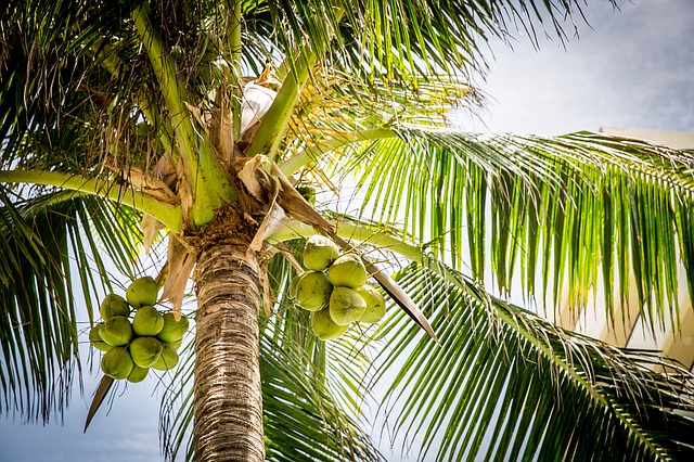 Coconut in Trees